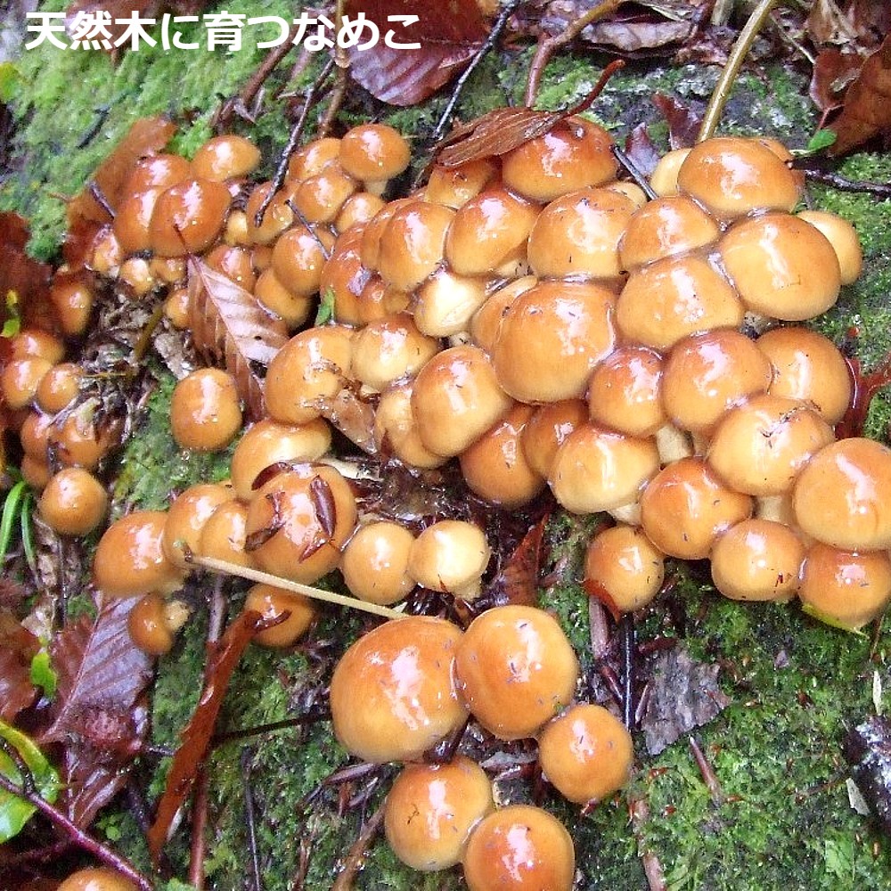 【予約受付】 おいしい天然なめこ きのこ 1kg以上 天然ならではの味と風味をどうぞ 山形産(sweetpool gardenさん)のメインイメージ